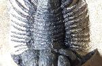 Acanthopyge (Lobopyge) bassei CHATTERTON & GIBB 2010 - Bild © FossNet FossilienStore
